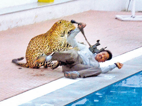 A file photo of wildlife activist Sanjay Gubbi being attacked by the leopard when it strayed into Vibgyor School in the City recently. DH PHOTO