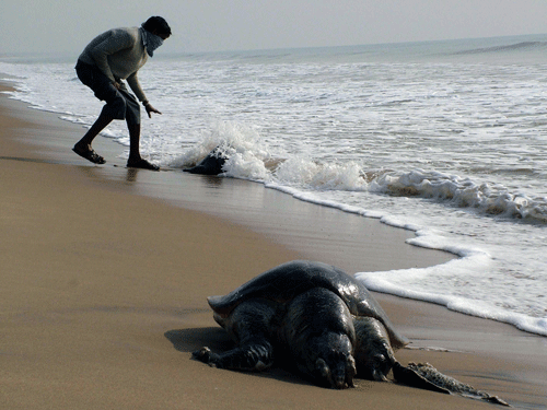 The sighting of the animals' carcasses at tourists' spot in Pentha, Hukitola and Paradip have made the beautiful beaches wearing a wretched look. AP File Photo for representation.