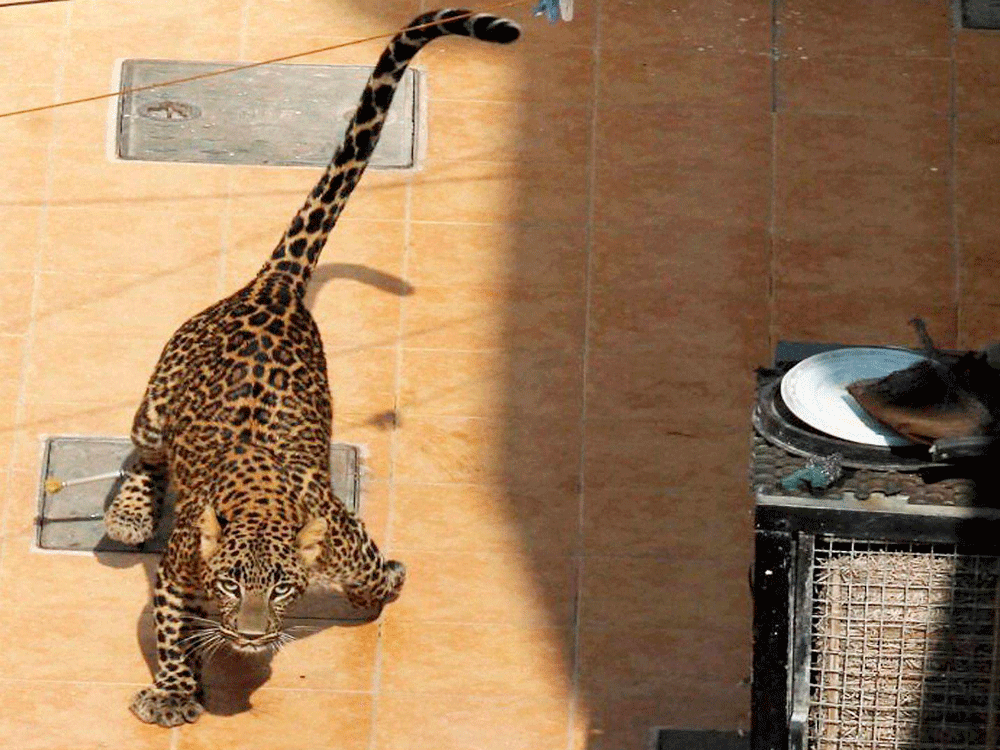 The six-year-old leopard escaped from its rescue centre holding area, squeeze cage and kraal area on Monday. pti file photo