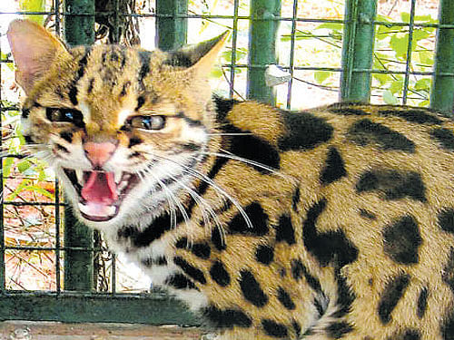 Leopard cat is one of the rare species found in Western Ghats. dh file photo