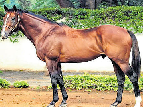 The Burden of Proof stallion at Kunigal stud farm. DH photo
