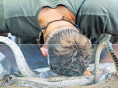 head for trouble Shane Warne dips his head in the snake box. courtesy youtube