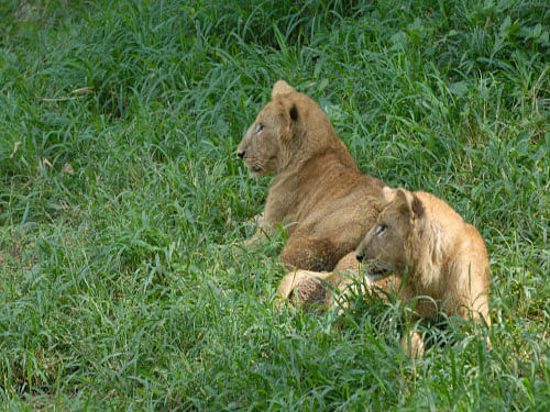 At least two lionesses are reported to have late yesterday left the park, spread over 117 square kilometres where buffalo and rhino roam just seven kilometres from the bustling high-rise city centre. It is not the first time lions have prowled into Nairobi. DH file photo