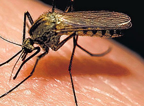 The new strain is more effective at blocking dengue than the singly-infected insect. File photo