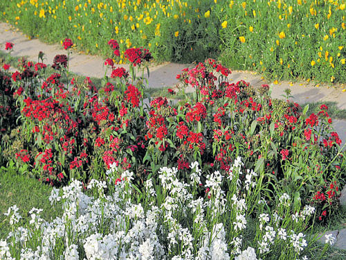 The roundabouts, gardens and parks of Delhi have a spectacular display of flowers now. Photos by author