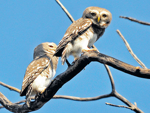 under focus At present, forest owlets can be found in Maharashtra, Madhya Pradesh and Gujarat. photos by author