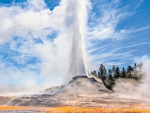 a model Castle geyser erupting in  Yellowstone National Park, USA.