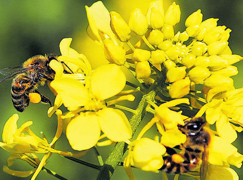 Pesticides, loss of habitats to farms and cities, disease and climate change were among threats to about 20,000 species of bees as well as creatures such as birds, butterflies, beetles and bats that fertilise flowers by spreading pollen, it said. File photo