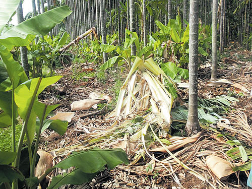 Rampage: Banana plants and areca trees damaged by wild elephants at Duglapura in Tarikere on Saturday night. dh photo