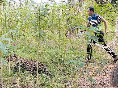 The Forest officials and police jointly conducted an eight-hour operation to capture a two-and-a-half-year-old leopard cub in  Tumakuru on Sunday. The cub was found in the front yard of a house in Hanumanthapura Extension in the morning and later camped in a tomato farm. It was tranquilised after darting and shifted to the Bannerghatta Biological Park. Officials said that  the leopard would be released into the Devarayanadurga forest. DH Photo / S Chandan