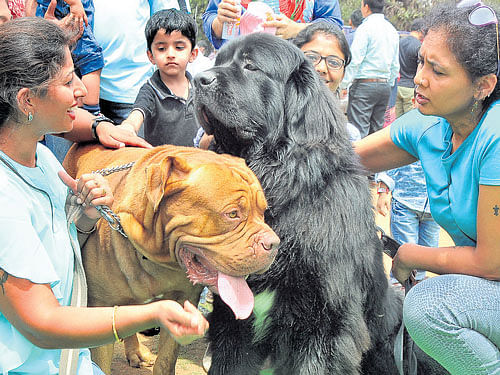 Proud owners of Veer, a French Mastiff, and Rudra,  Newfoundland breed, at the Bangalore Pet Show on Sunday. (Right) An exotic species of bird. DH&#8200;PHOTOs