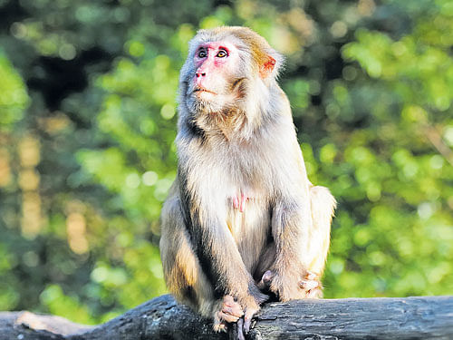 adjusting Rhesus macaques show more  tolerance towards human disturbances than many species of birds or bats, who are also known to be important seed dispersers.