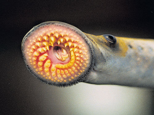 fascinating A sea lamprey (in picture) anchors to its fish prey and uses its  rasping tongue to drill into the victim's flesh.