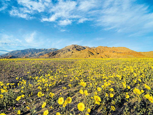 floral carpet Desert Gold wild flowers blanketing Death Valley National Park. photo by national Park Service via nyt