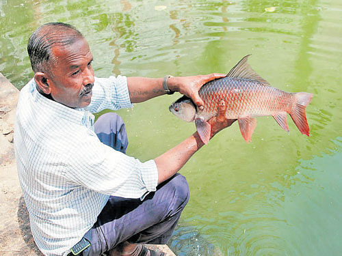 Hundreds of fish die in Devigere lake