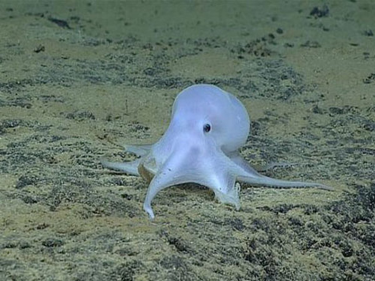 Scientists: Possible new octopus species found near Hawaii
