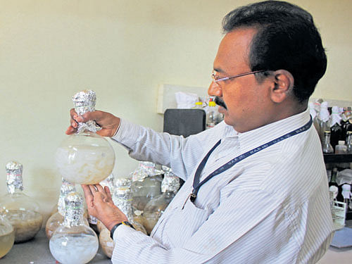 Prof B Narayanaswamy, University of Agricultural Sciences, shows how he processes coconut water to make nata de coco, a foodstuff which is in demand in West Asia.   dh photo