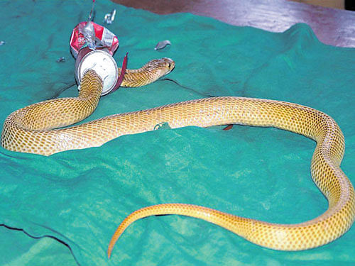 A cobra trapped in a used soft drink can at a veterinarian hospital in Bhubaneswar. DH photo