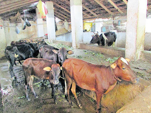 Cattle at Subrahmanya P Aithal's shed at Meenakaliya in Panambur. DH photo