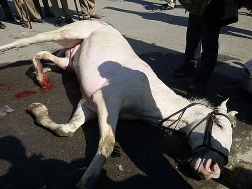 FIR lodged against him and his associates at Nehru Colony police station here in connection with the assault on the police horse on March 14. File photo