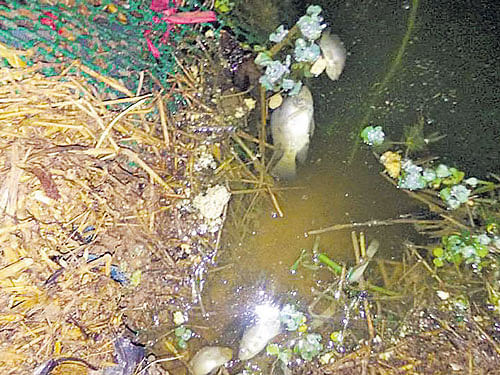 Hundreds of fish were found dead in Devarabeesanahalli lake on Wednesday. DH photo
