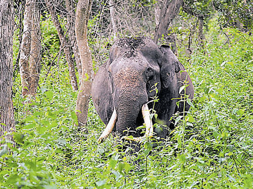 The government has set aside Rs 20 crore for purchasing lands on forest fringes to minimise man-animal conflict. DH&#8200;File photo