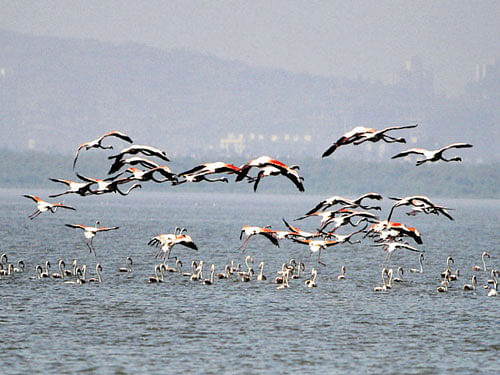 Flamingos at Sewree in Mumbai.