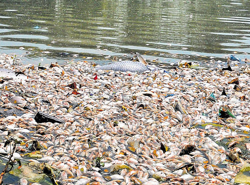 Thousands of fish died in Ulsoor lake recently because of high pollution of thewater body. DH FILE PHOTO