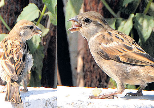 A popular perception is that radiation from mobile towers is affecting  sparrows. DH PHOTO BY anup r tippeswamy
