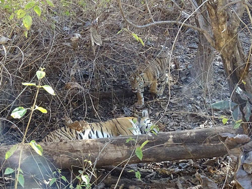 Pench Tiger Reserve. File Photo for representation.