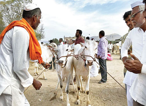 Revaji Choudhary (left) shows his pair of bulls to buyers in Belhe. (Reuters)