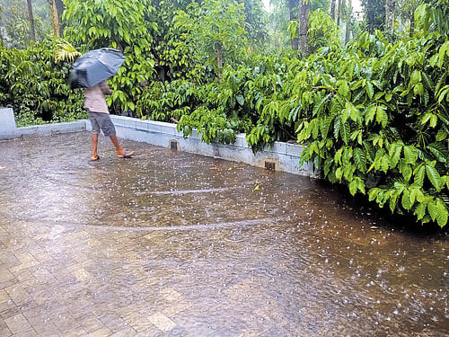 A waterlogged coffee threshing floor in Kalasa, Chikkamagaluru district, on Friday. DH&#8200;PHOTO