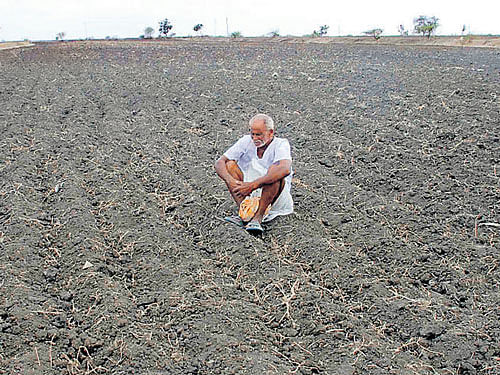 Agriculture production has fallen sharply in the state due to extensive damage to both kharif and rabi crops caused  by acute drought in 2015-16. dh file photo