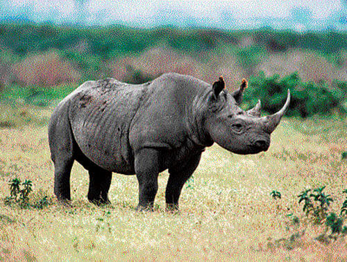 Since 2008, as many as 5,940 rhinos have been killed, which  scientists fear could be an underestimate.