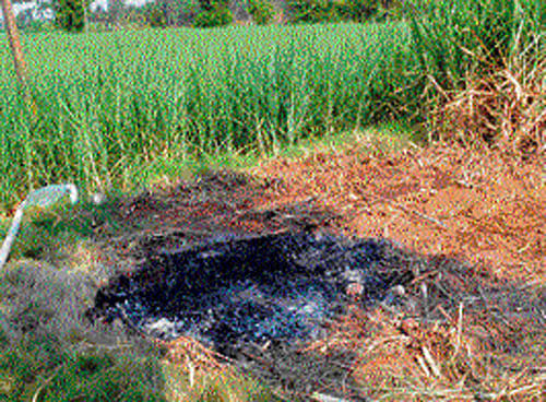The sugar cane field, where the body of Monica  was burnt, at Thimmanahosuru in Mandya taluk. dh photo