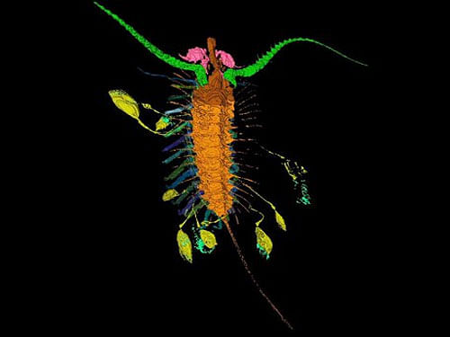 The minuscule creature, Aquilonifer spinosus, was an arthropod that lived about 430 million years ago, researchers said.