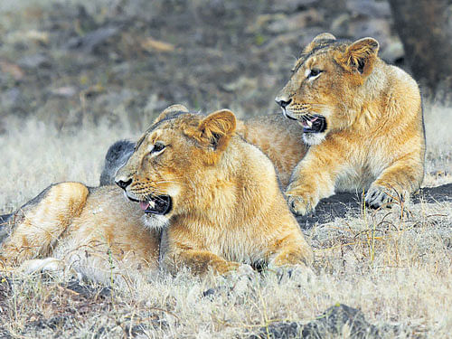 Beauty & the beast Lionesses cool off inside the Sasan Gir forest.