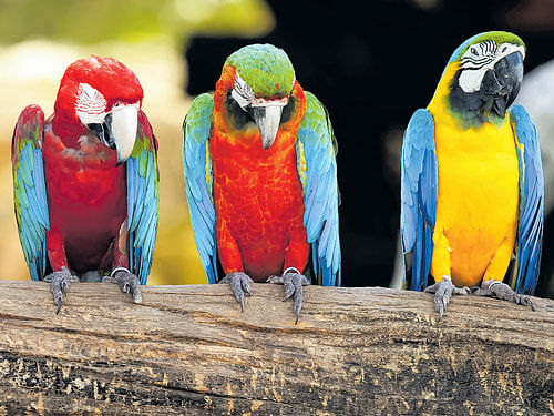 kinship A recent DNA analysis showed that parrots were closely related to falcons, a finding that dovetails with field studies of parrots' often merciless dietary habits.