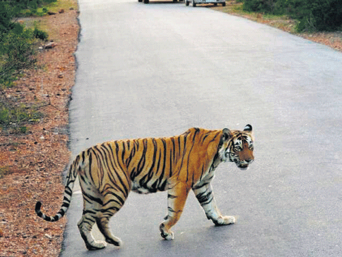 As per the latest tiger census, Karnataka has 406 big cats out of the 2,226 in India. File photo