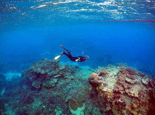 The study found that Great Barrier Reef (GBR) corals were able to survive past bleaching events because they were exposed to a pattern of gradually warming waters in the lead up to each episode. Reuters file photo