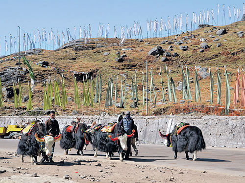 Around the corner A herd of yaks in upper Sikkim. Photos by author