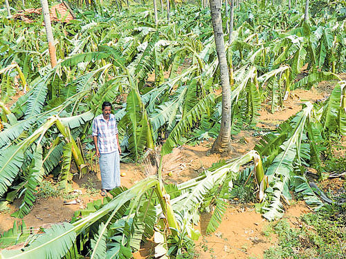 Heavy rain coupled with gusty winds ravaged a banana plantation at a village in Maddur taluk of Mandya district  in the early hours of Saturday. DH&#8200;photo