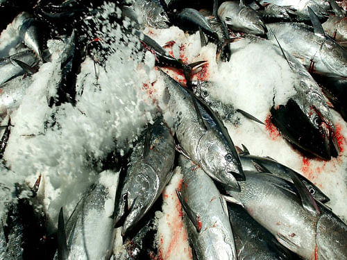 The scientists focused on POPs most commonly found in human blood and urine, and also detected in the muscle tissues of wild-caught yellow-fin tuna. The pollutants included older 'legacy' compounds such as the pesticide DDT as well as newer industrial chemicals, such as flame retardants. Reuters file photo