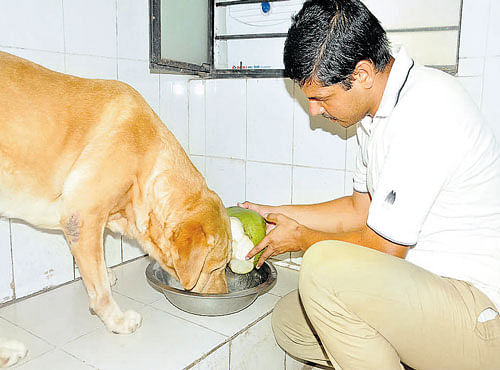 A Labrador of the dog squad relishes tender coconutwater in Ballari. DH photo