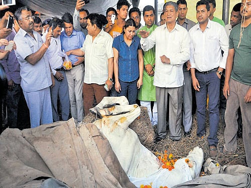 Police horse Shaktiman dies after struggle