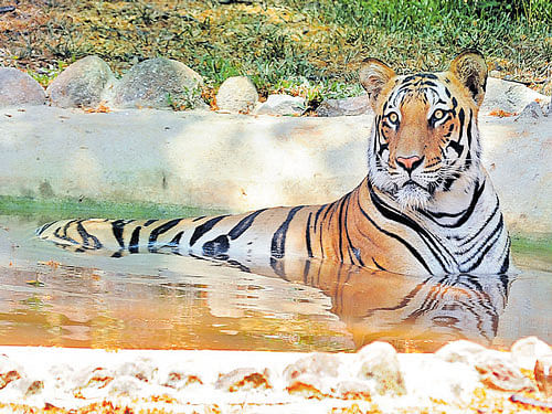 COOLING&#8200;OFF A large volume of water is supplied to the enclosures of the tiger, elephants and hippopotamuses so that they cool off to beat the summer heat. DH PHOTOS / SRIKANTA SHARMA R