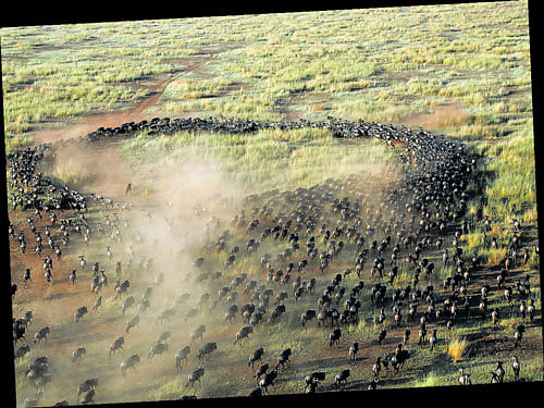 wondrous The wildebeest migration as seen from the hot air balloon.