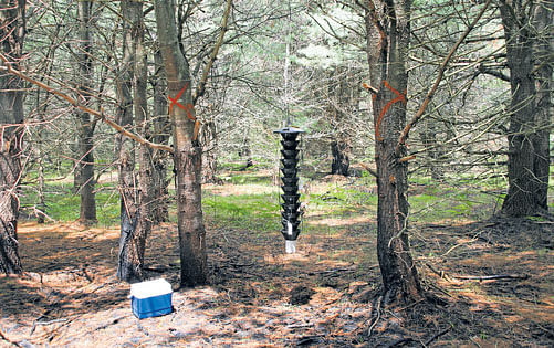 distressed A trap used to determine the range of southern pine beetles in the forests of USA. photo by US Forest Service via The New York Times