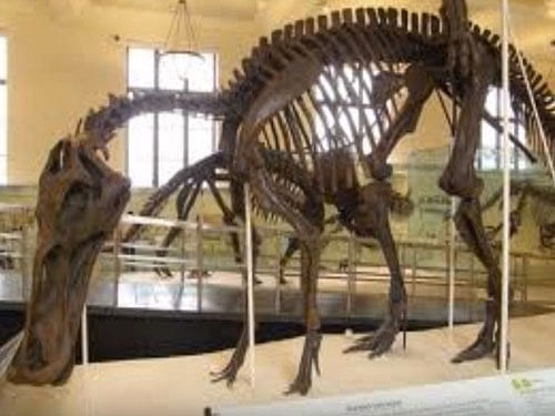 The Zhuchengosaurus maximus skeleton in Zhucheng Dinosaur Museum, Zhucheng City, is 9.1 meters high and 16.6 meters long, while the average height and body length of hadrosaurs are four-five meters and six-nine meters. Screen grab.