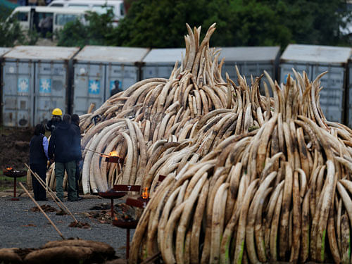 Kenya's President Uhuru Kenyatta lights elephant tusks, part of an estimated 105 tonnes of confiscated ivory from smugglers and poachers, on fire at Nairobi National Park near Nairobi, Kenya, April 30, 2016. REUTERS